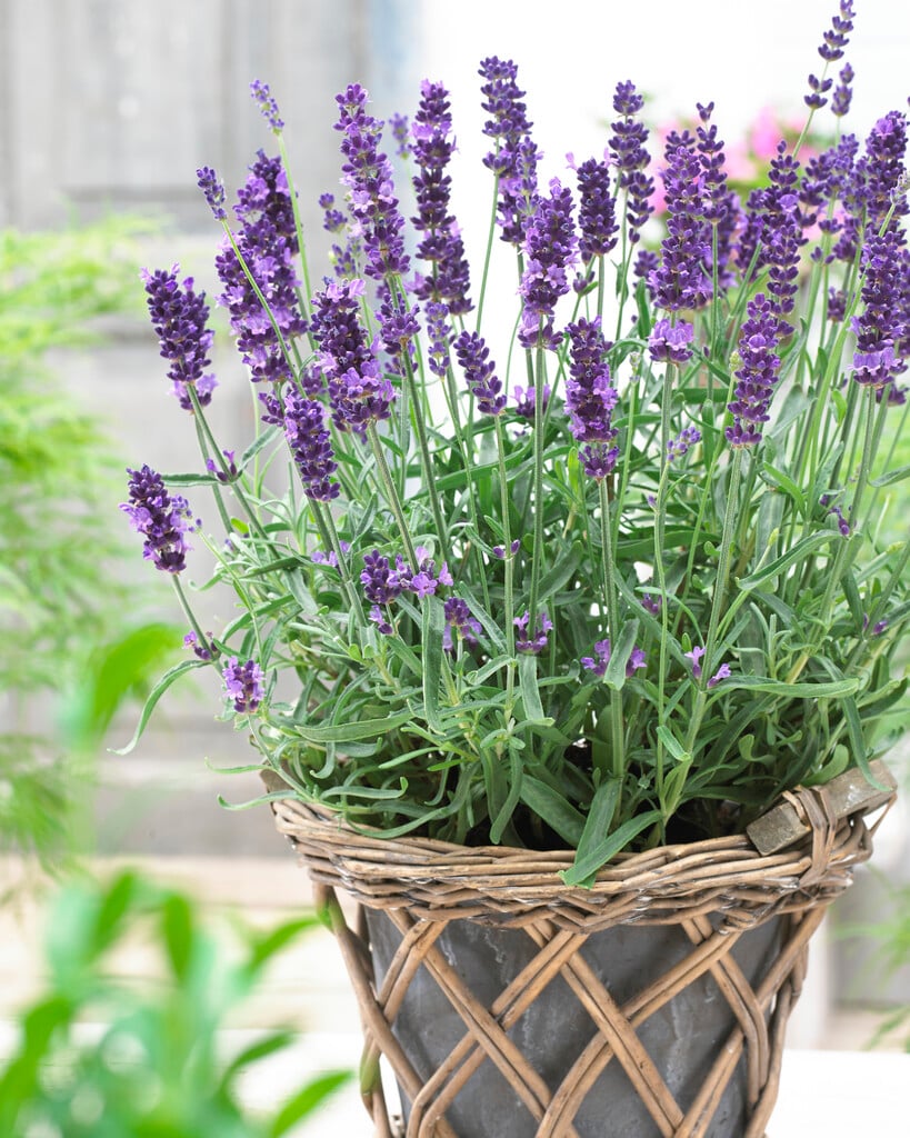 English lavender [Havana]