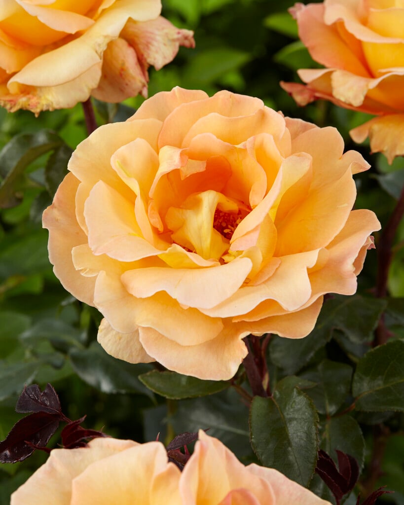 rose [Whisky Mac]