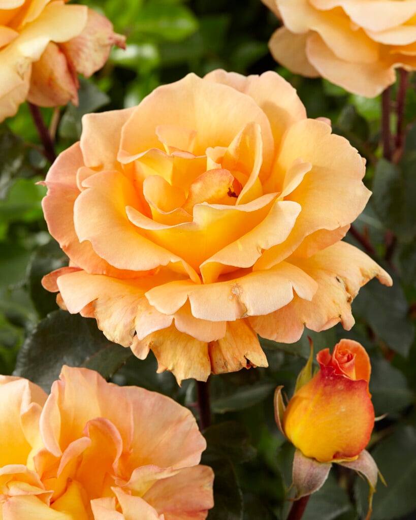 rose [Whisky Mac]