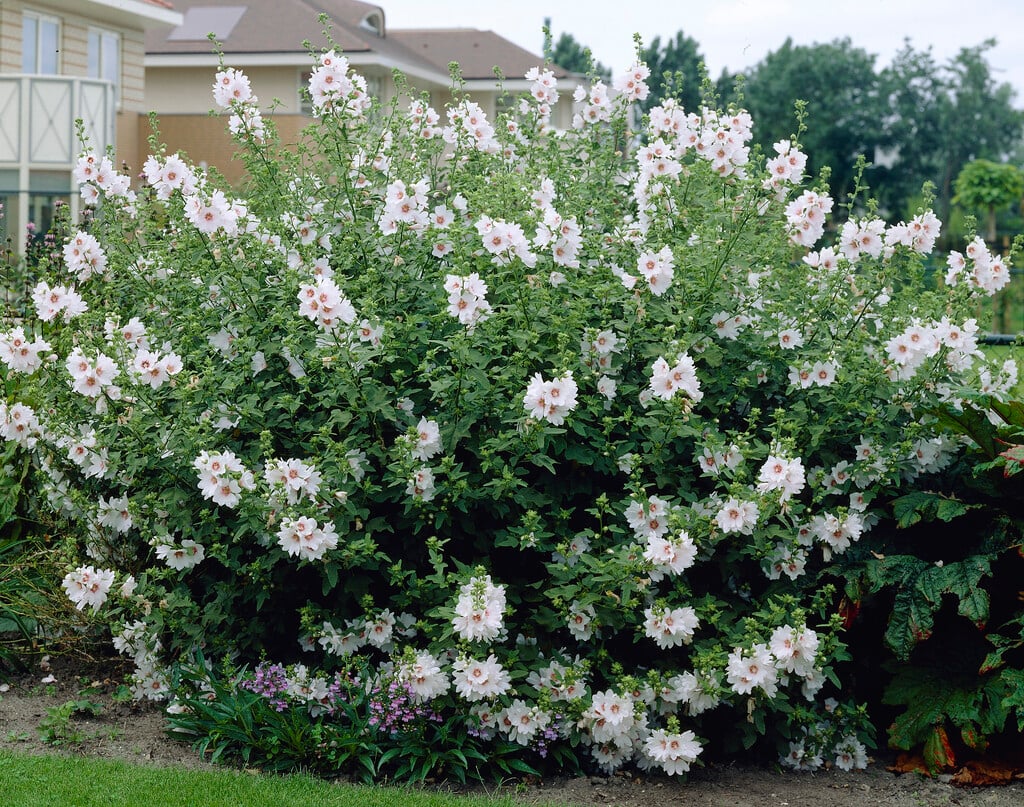 tree mallow 'Blushing Bride'