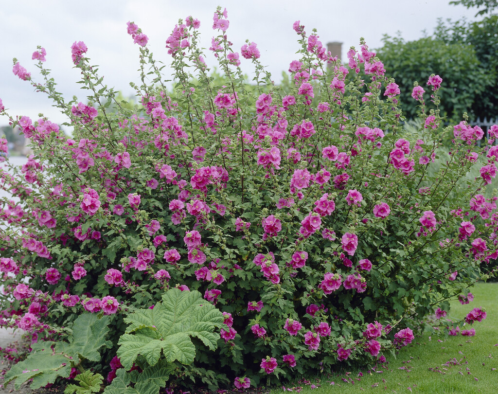 tree mallow 'Burgundy Wine'