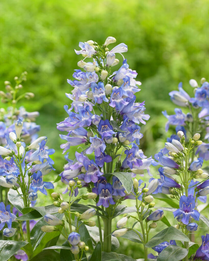 bearded penstemon 'Pinacolada Blue'