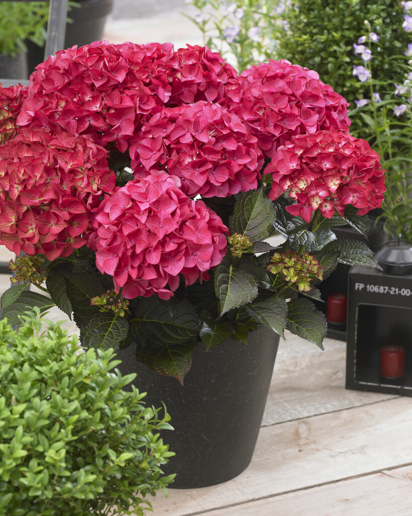 Hydrangea macrophylla &Dark Angel Red& | hydrangea &Red Angel& Shrubs