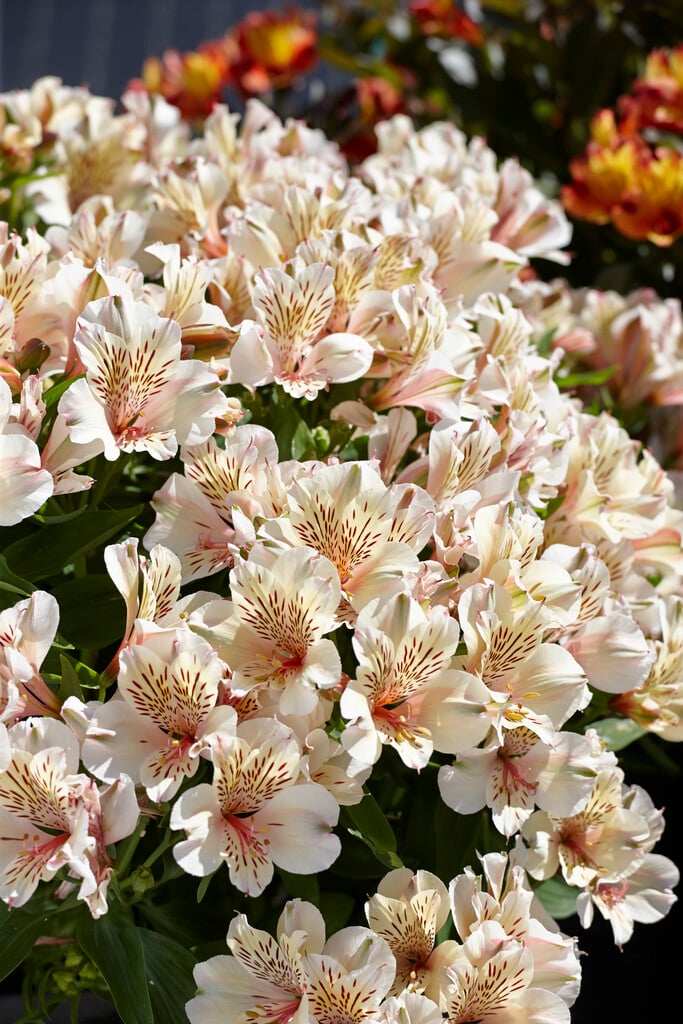 Peruvian lily 'Summertime'
