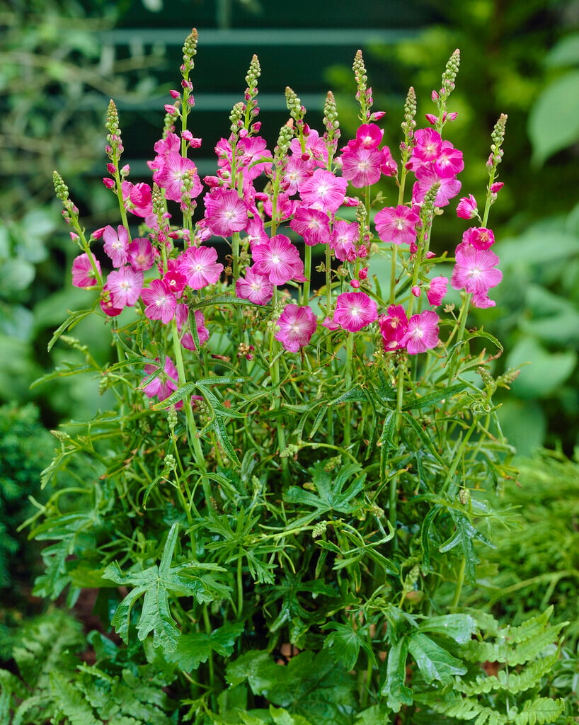 <i>Sidalcea</i> 'Rosy Gem'