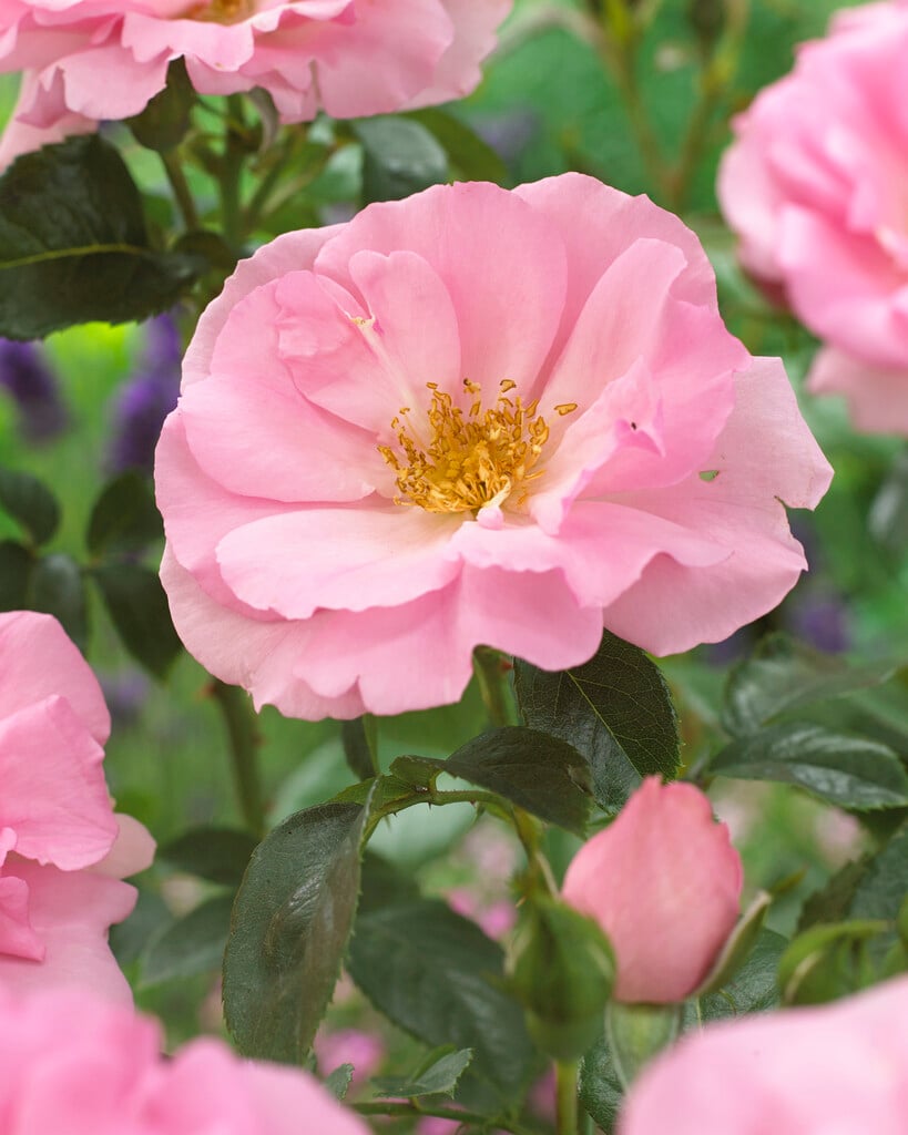 rose 'Bantry Bay'