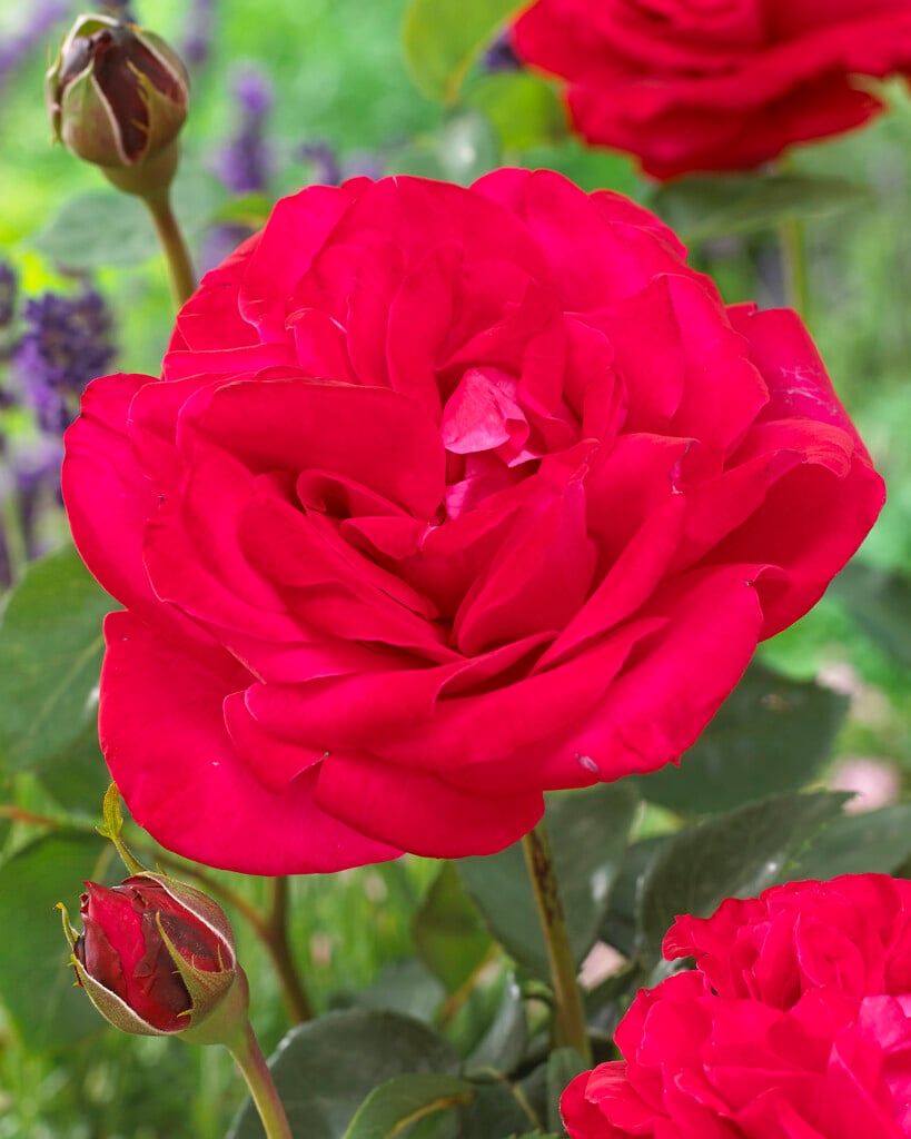 rose 'Dame de Coeur'