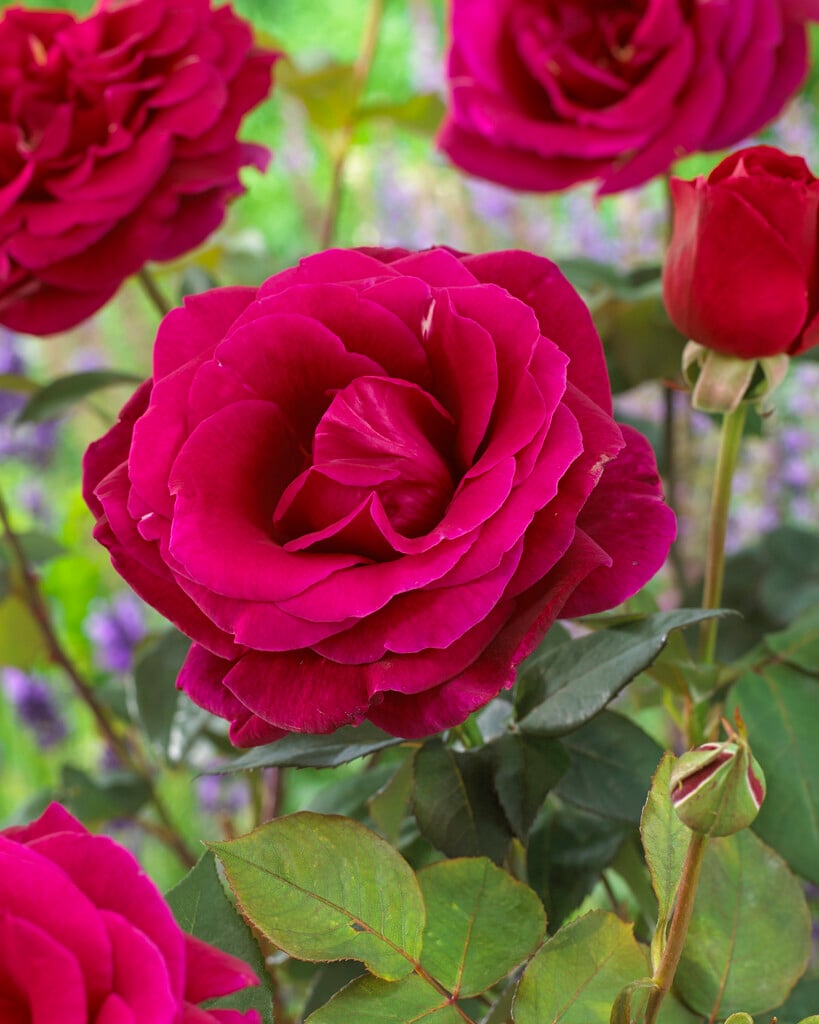 rose 'Oklahoma'