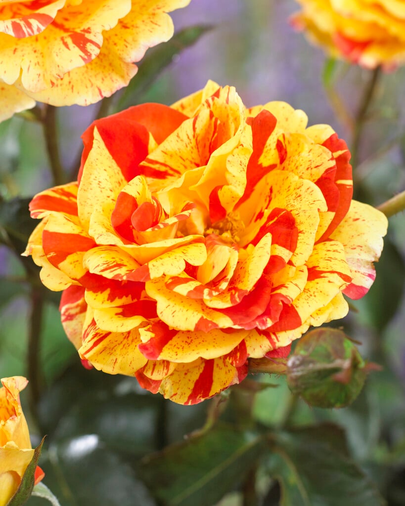 rose [Oranges and Lemons]