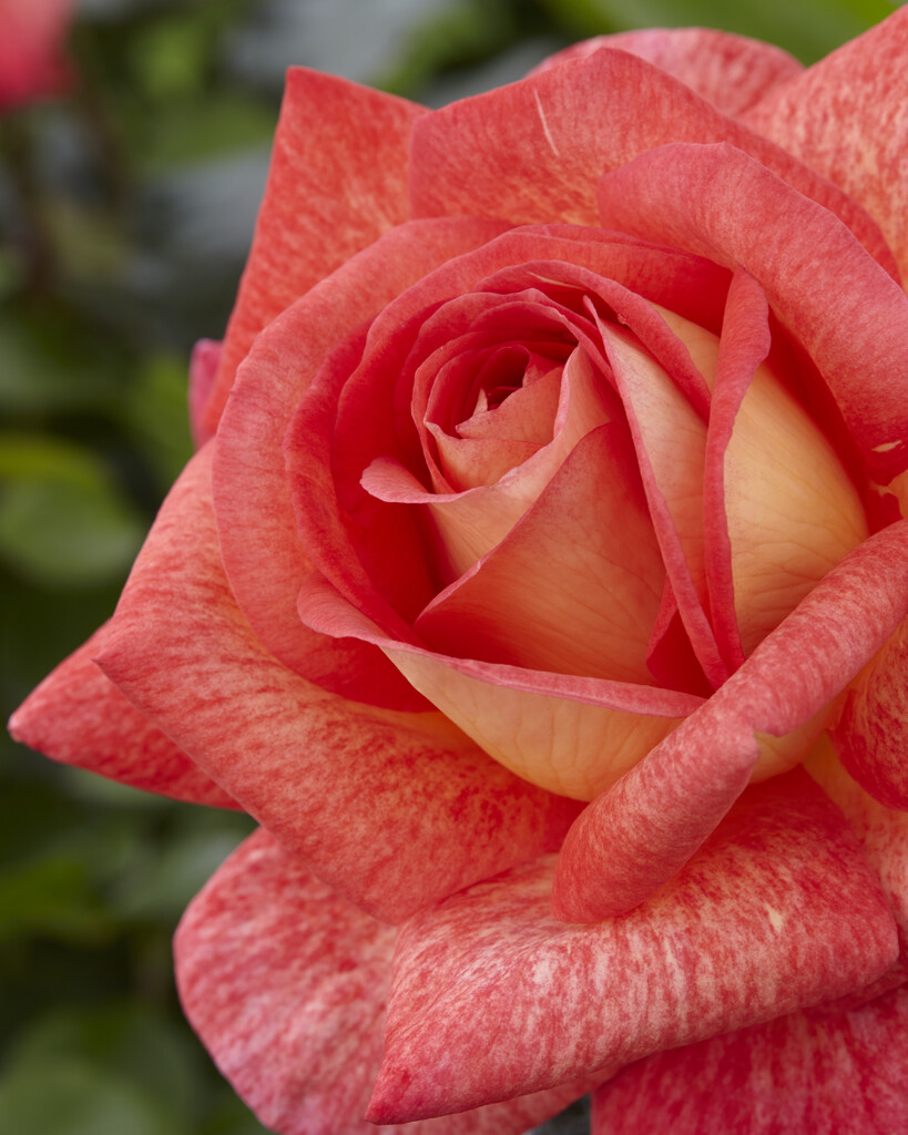 rose [Parfum de Grasse]