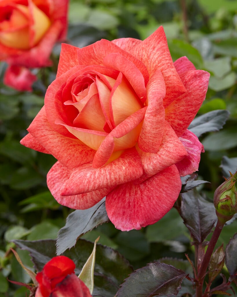 rose [Parfum de Grasse]