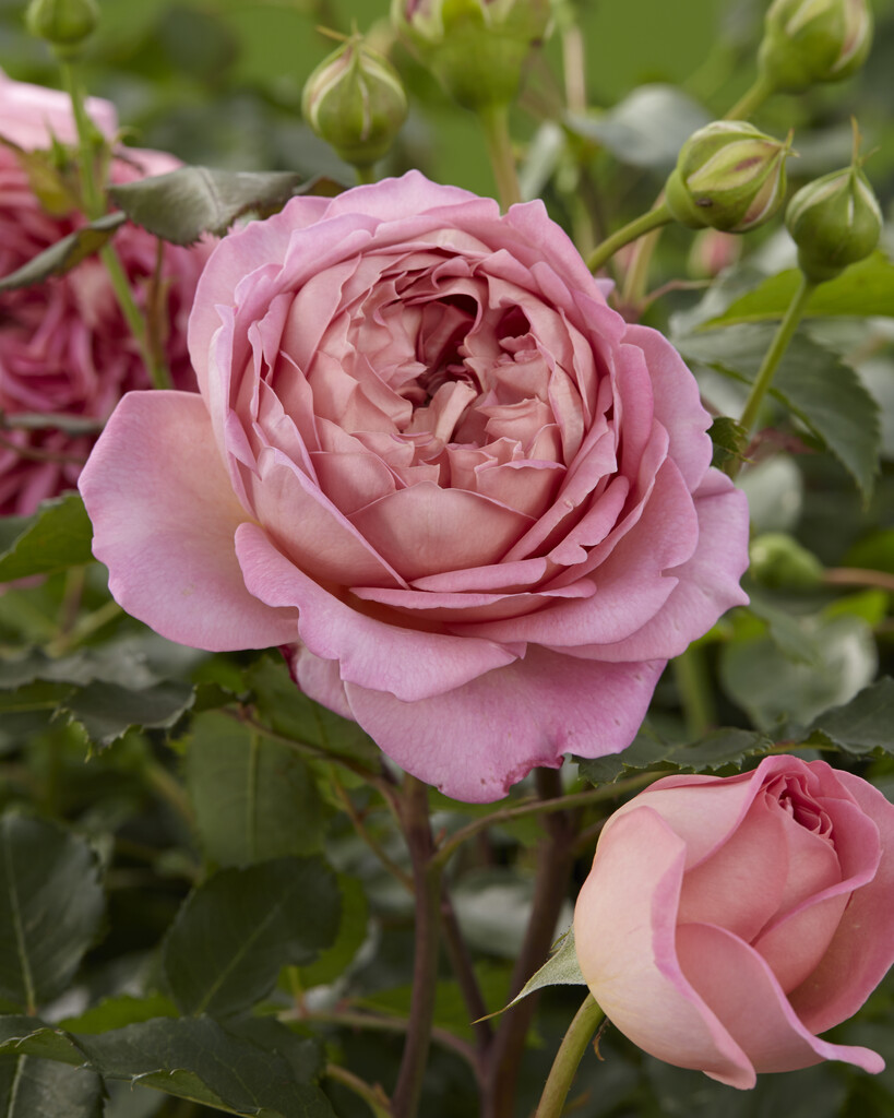 <i>Rosa</i> 'Jubilee Celebration' (F)