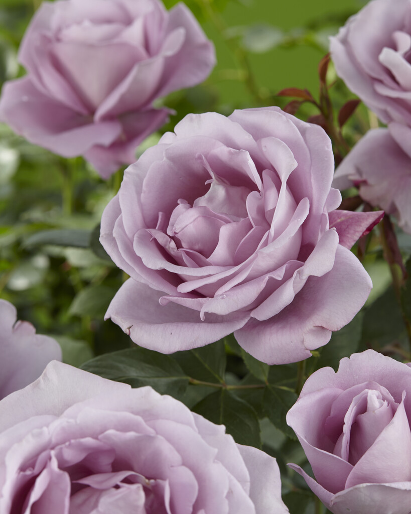 Rosa Blue Moon (&Tannacht&) (HT) rose [Blue Moon] Roses/RHS Gardening