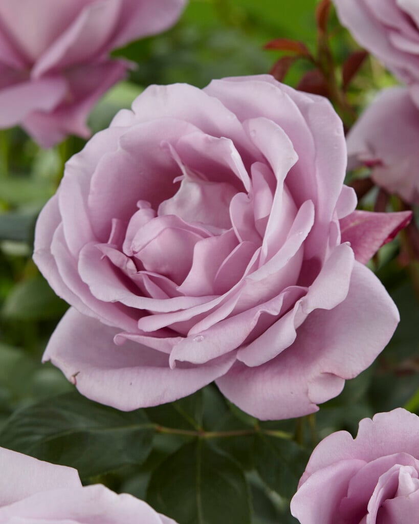 rose [Blue Moon]