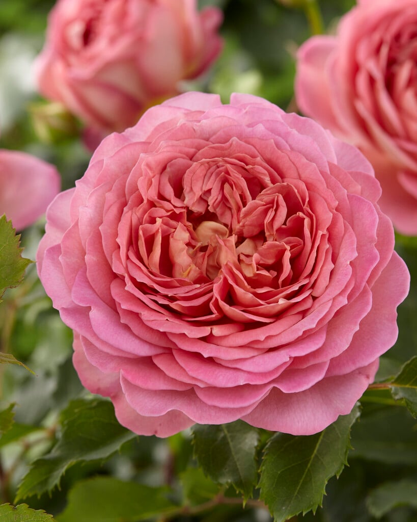 <i>Rosa</i> 'Jubilee Celebration' (F)
