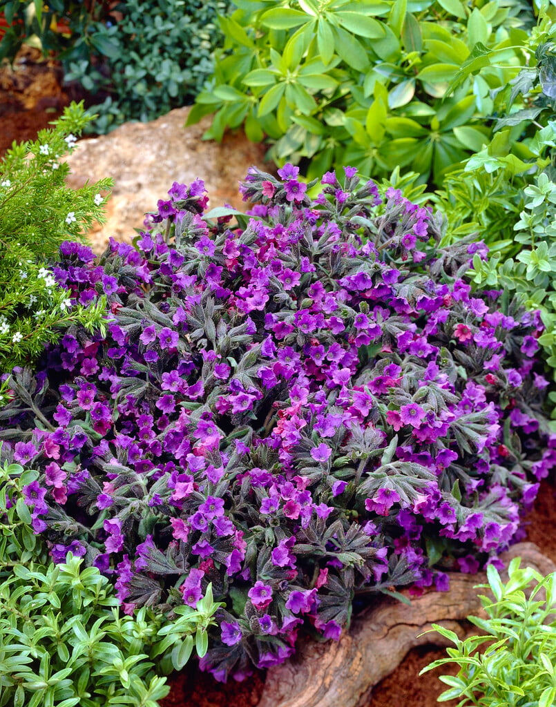 <i>Pulmonaria</i> <i>mollis</i>