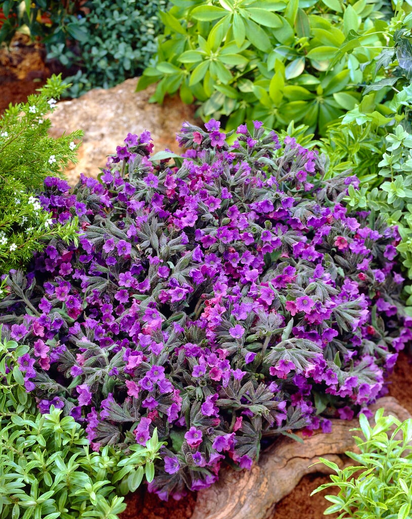 <i>Pulmonaria</i> <i>mollis</i> 'Royal Blue'