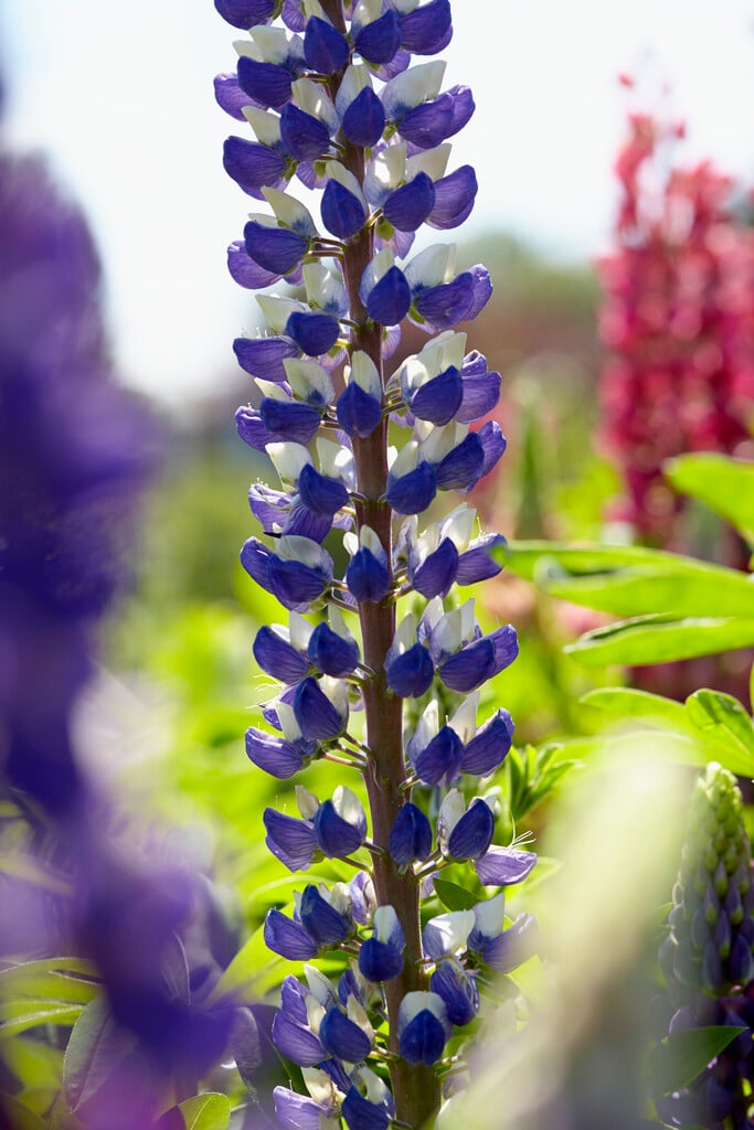 lupin 'Gallery Blue'