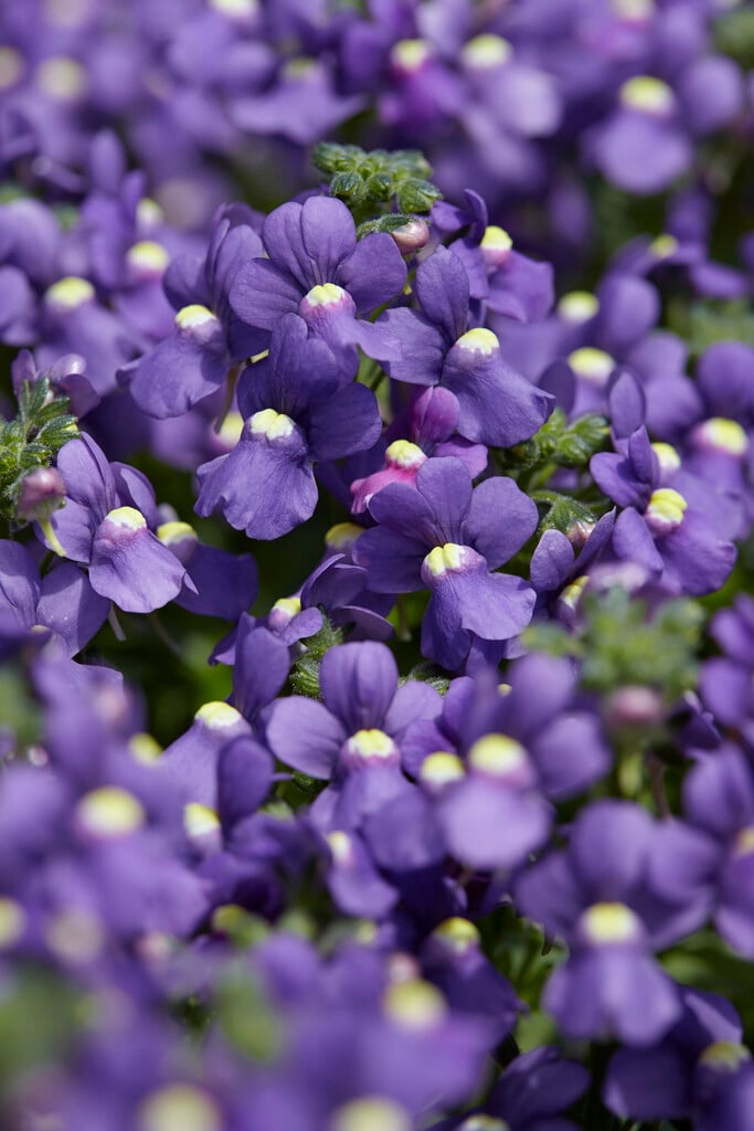 nemesia 'Nuvo Blue'