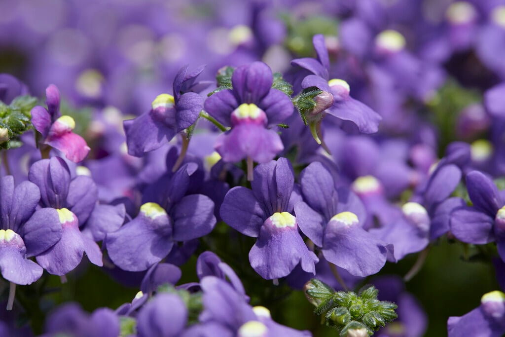nemesia 'Nuvo Blue'