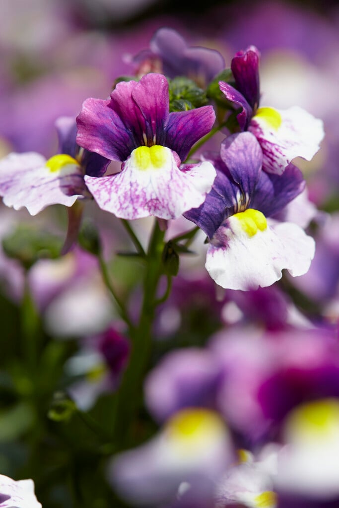 nemesia 'Nuvo Blue Bicolour'