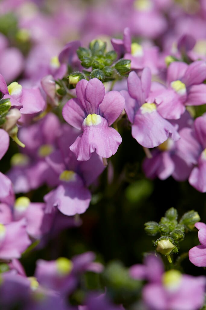 nemesia 'Nuvo Rose'