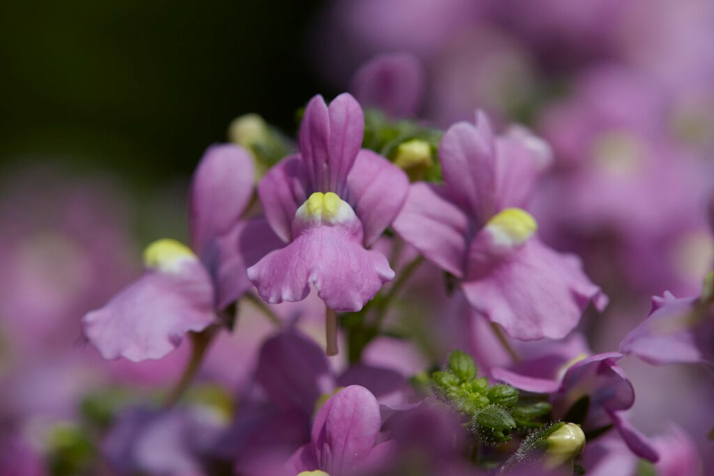 nemesia 'Nuvo Rose'