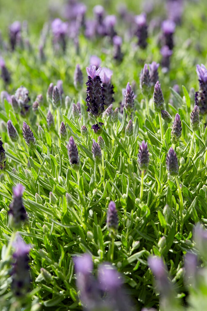 French lavender  'Bandera'
