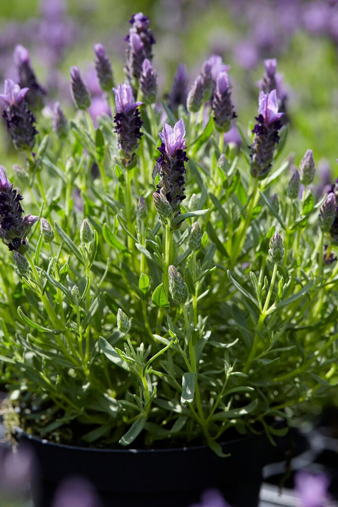 French lavender  'Bandera'