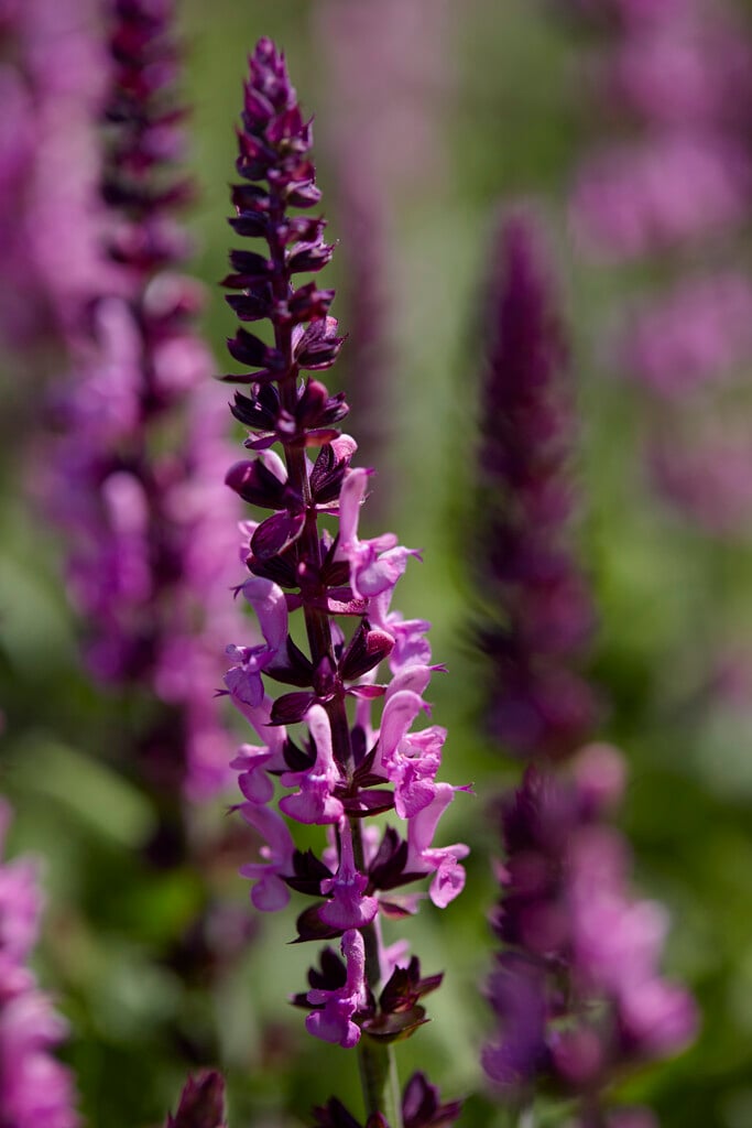 <i>Salvia</i> <i>nemorosa</i> [<span style="font-variant: small-caps;">Sensation Medium Deep Rose</span>] ('Florsaldro') (Sensation Series)