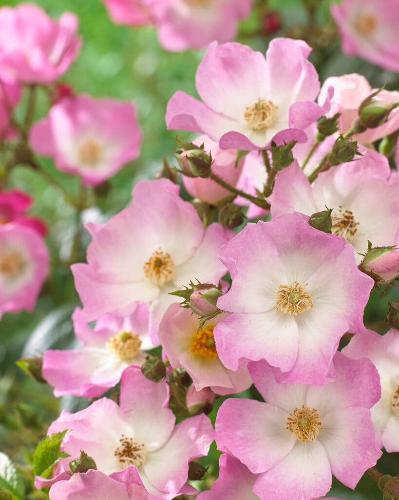 rose 'Ballerina'