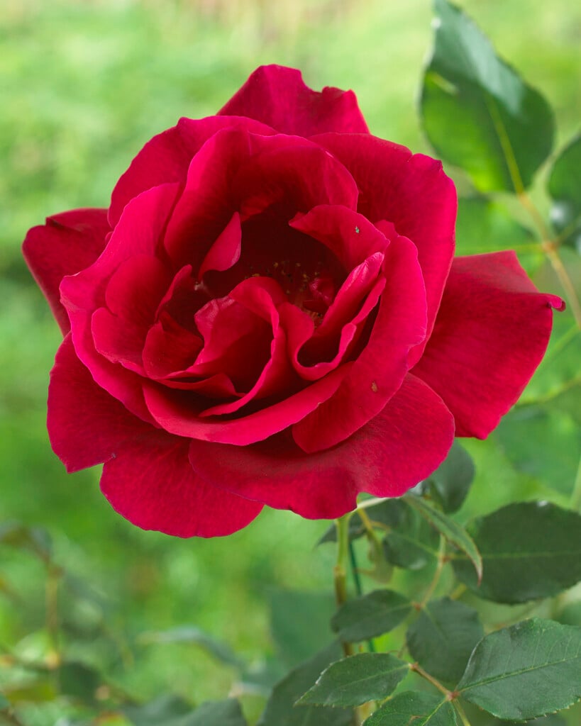 rose 'Guinée'