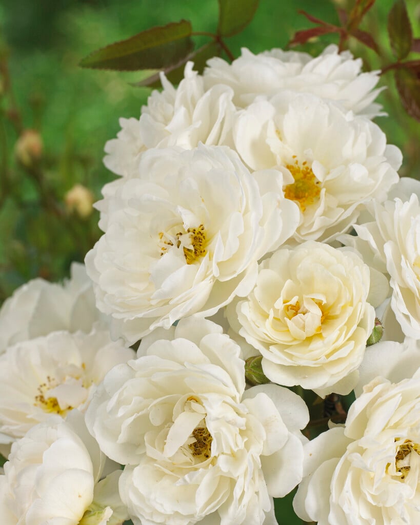 rose 'Katharina Zeimet'