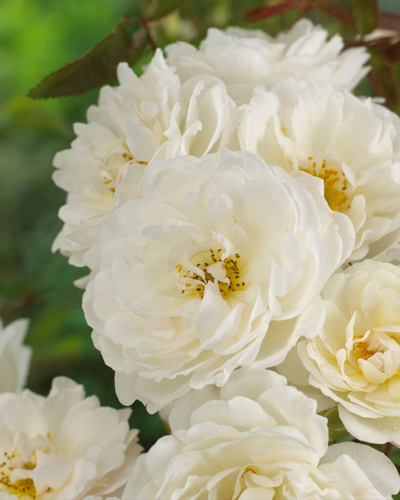 rose 'Katharina Zeimet'