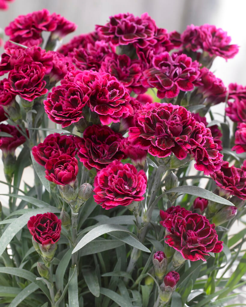 pot carnation 'Odessa Red'