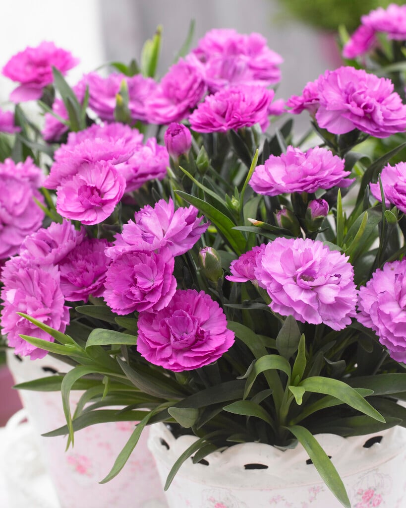 pot carnation 'Faganza'