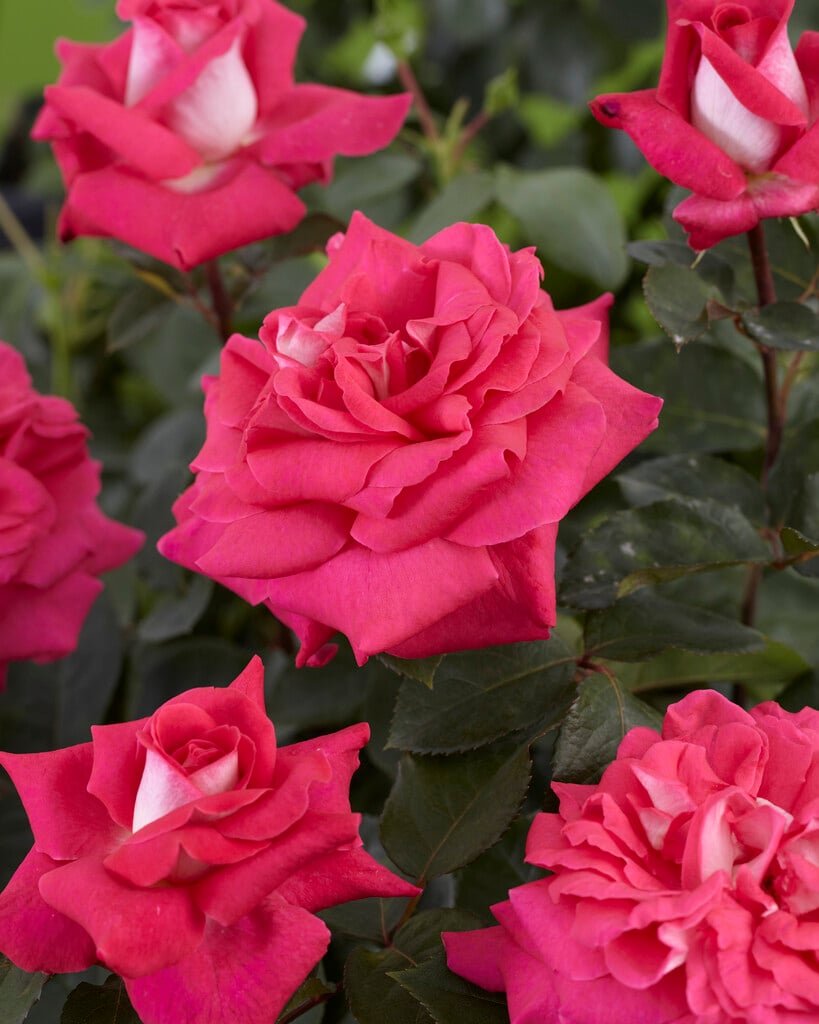 rose [Charlie's Rose]