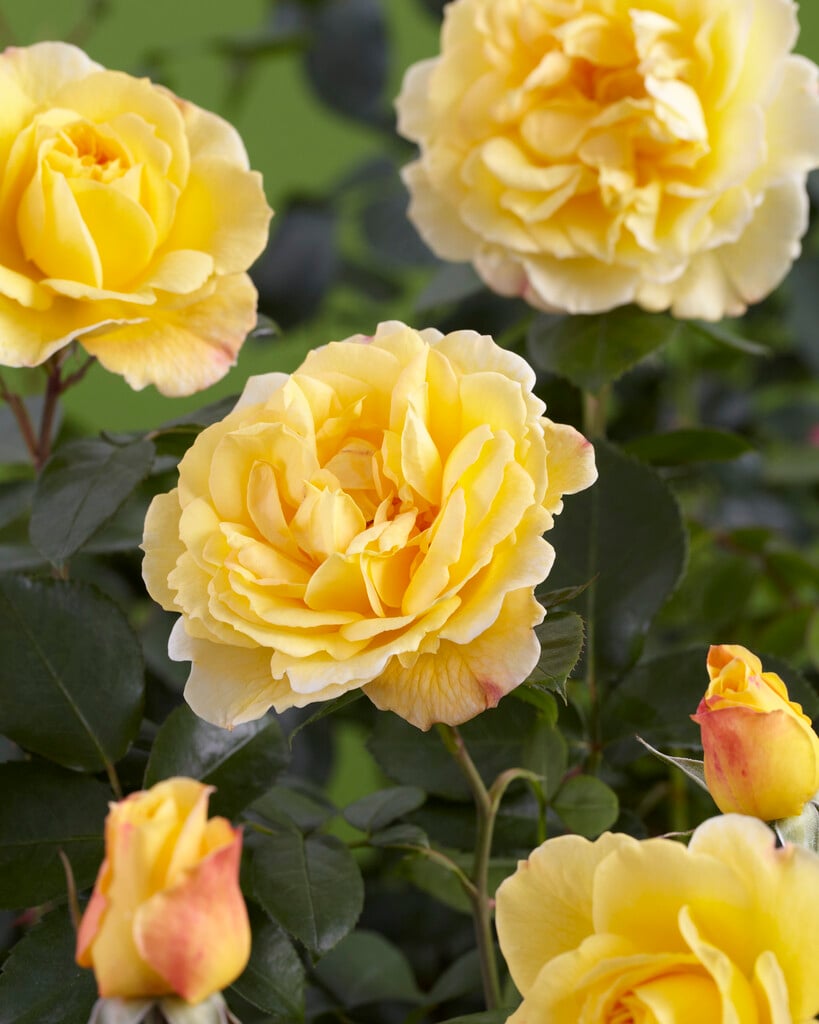 rose [Sunstar]