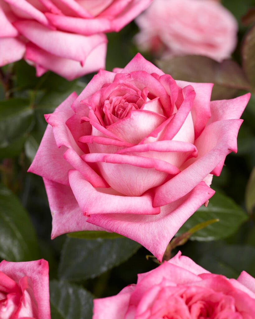 rose [Wedding Bells]