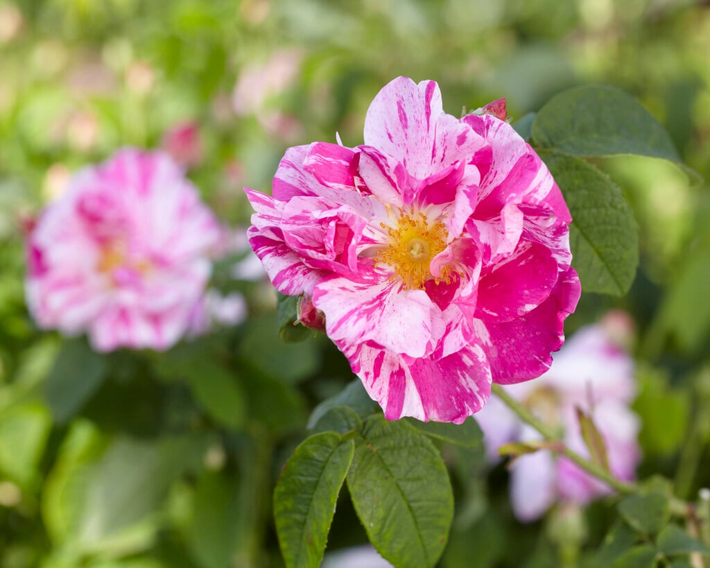 rosa mundi