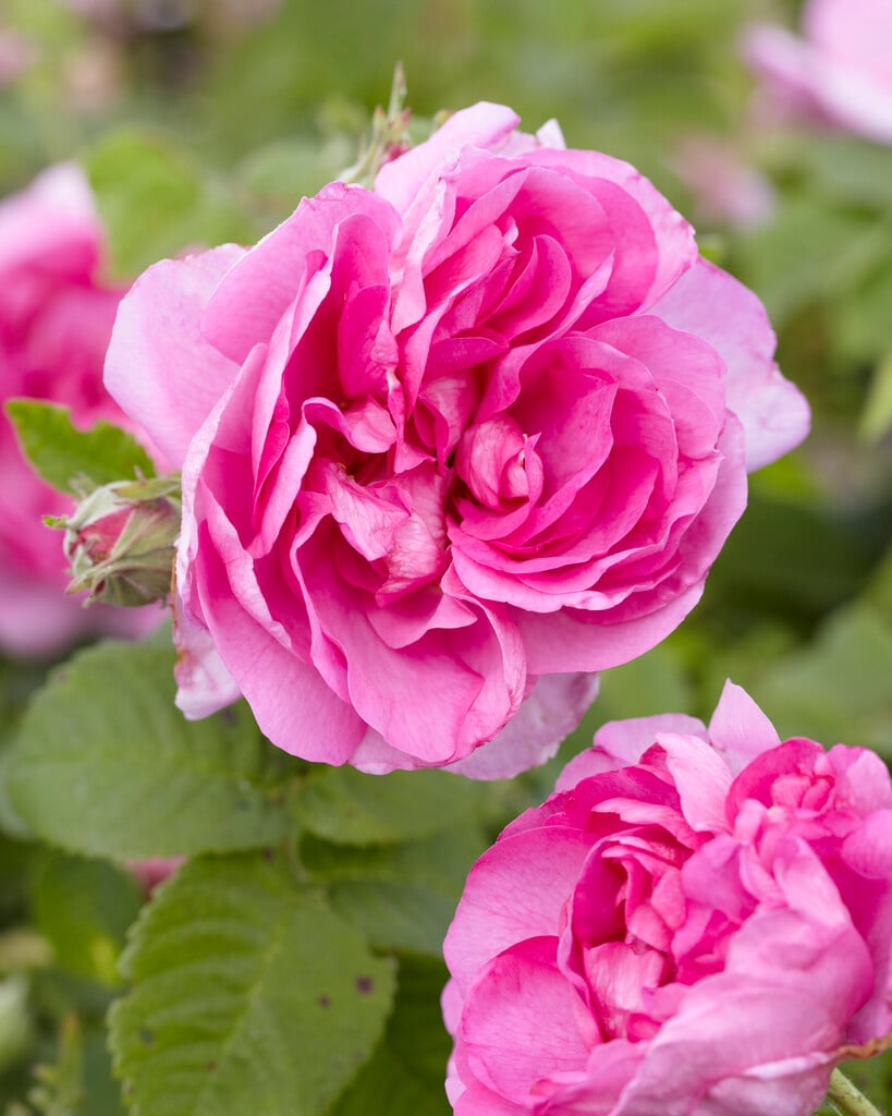 rose 'Impératrice Joséphine'