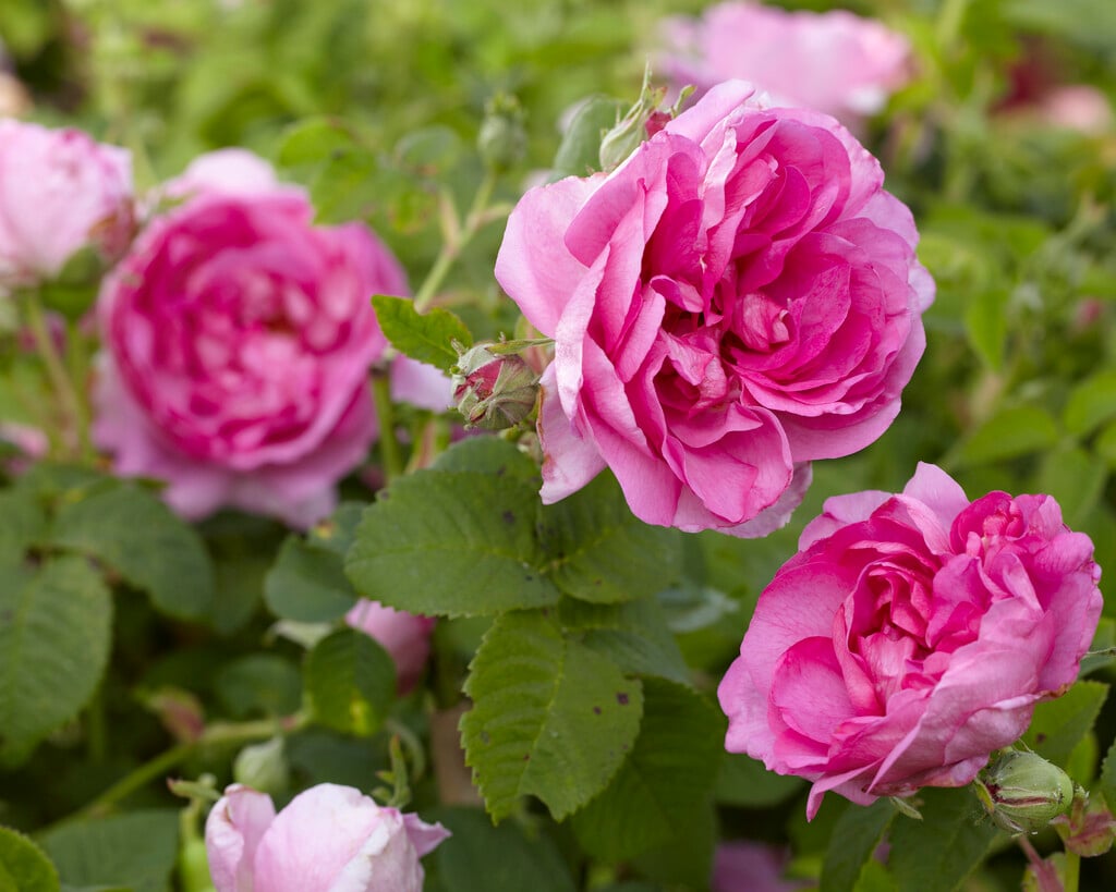 Rosa &Belle Sans Flatterie& | rose &Impératrice Joséphine& Roses/RHS ...