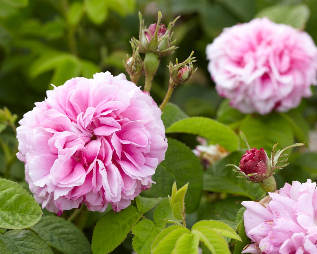 damask rose 'Professeur Émile Perrot'