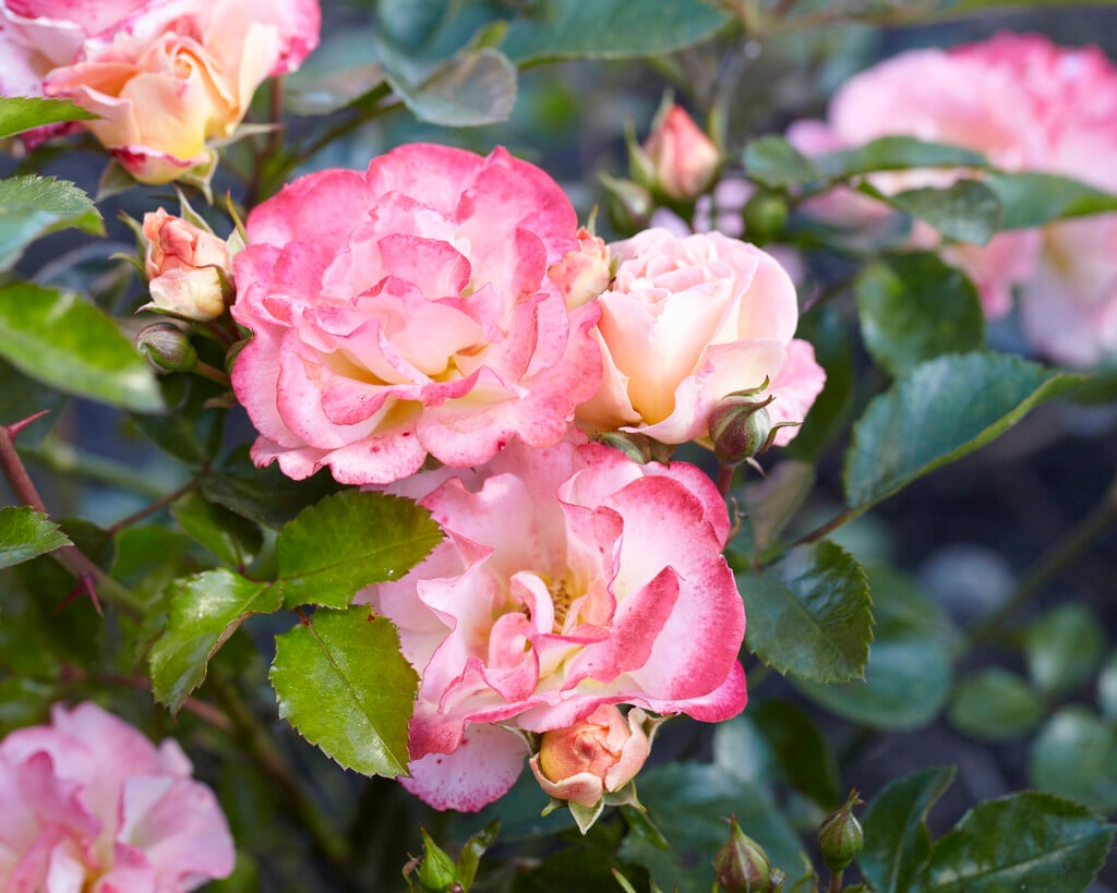 rose [Peach Drift]