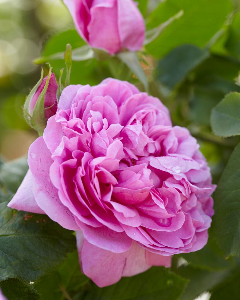 rose 'Madame Boll'