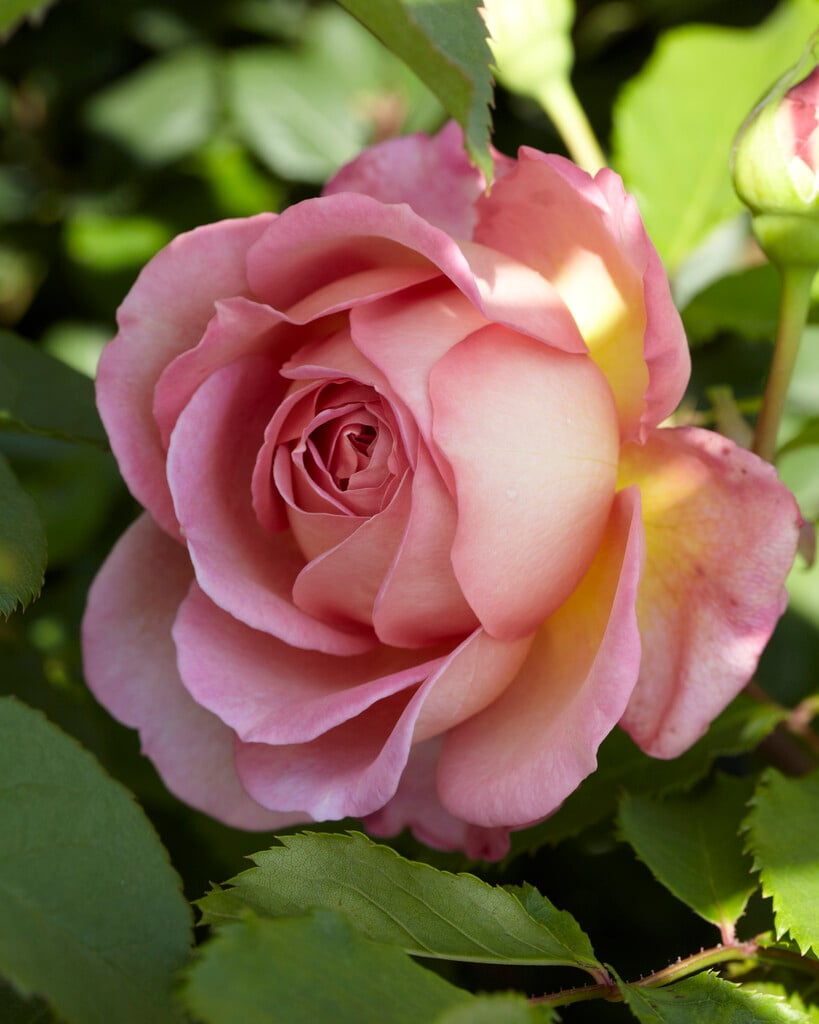 <i>Rosa</i> 'Jubilee Celebration' (F)