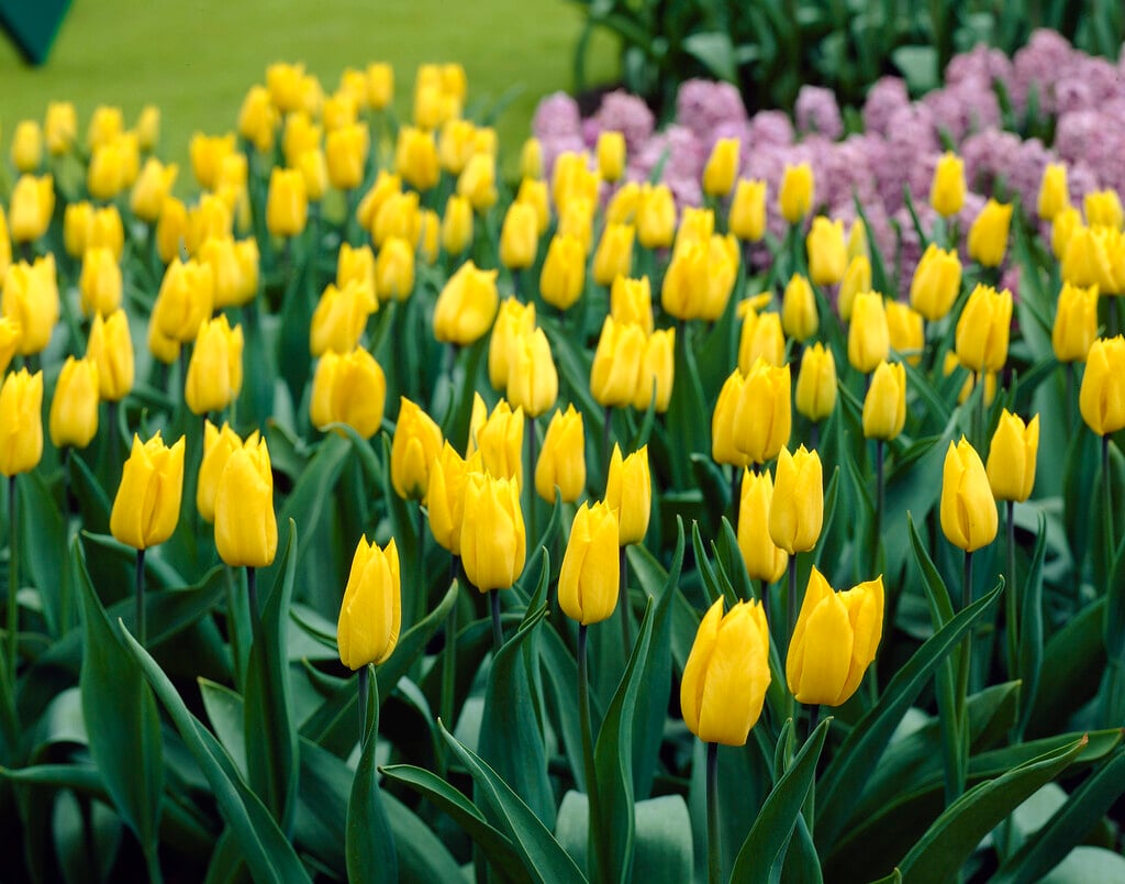 tulip 'Yokohama'