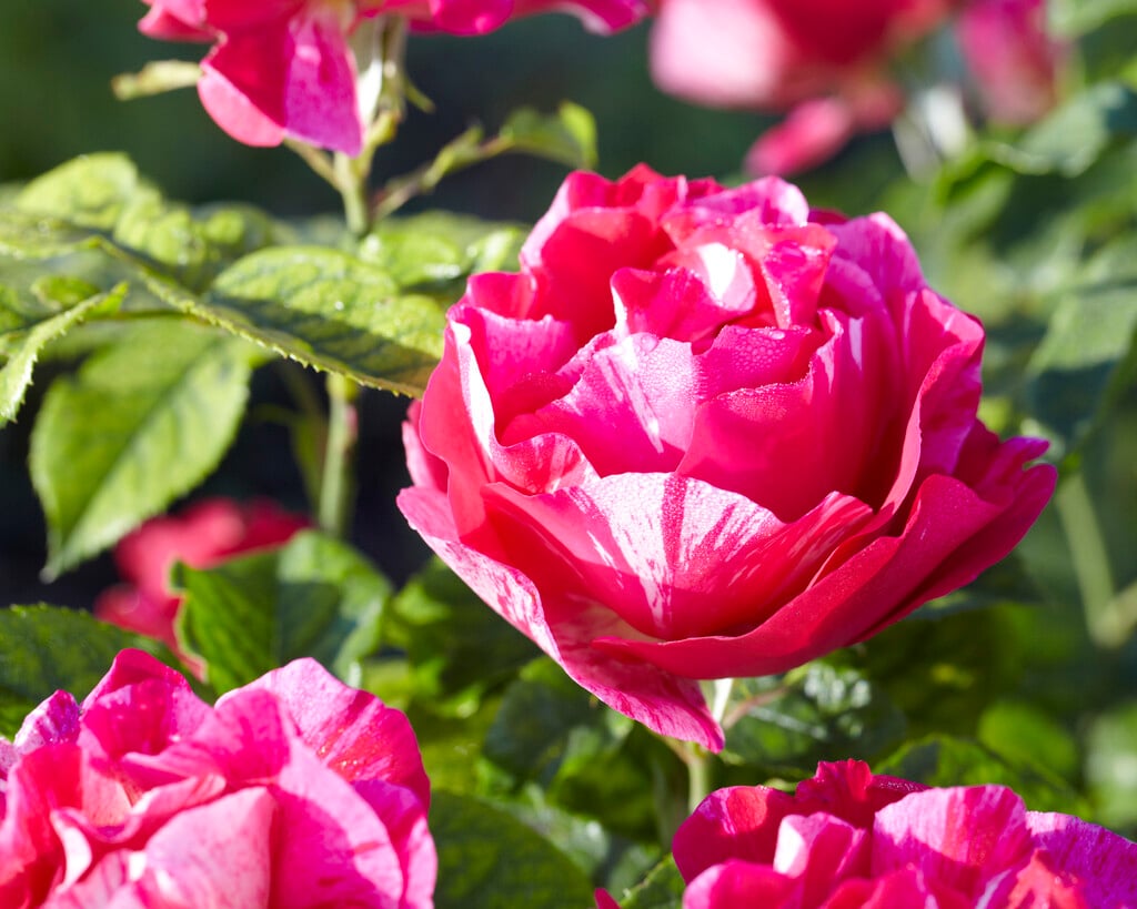 rose [Guy Savoy]