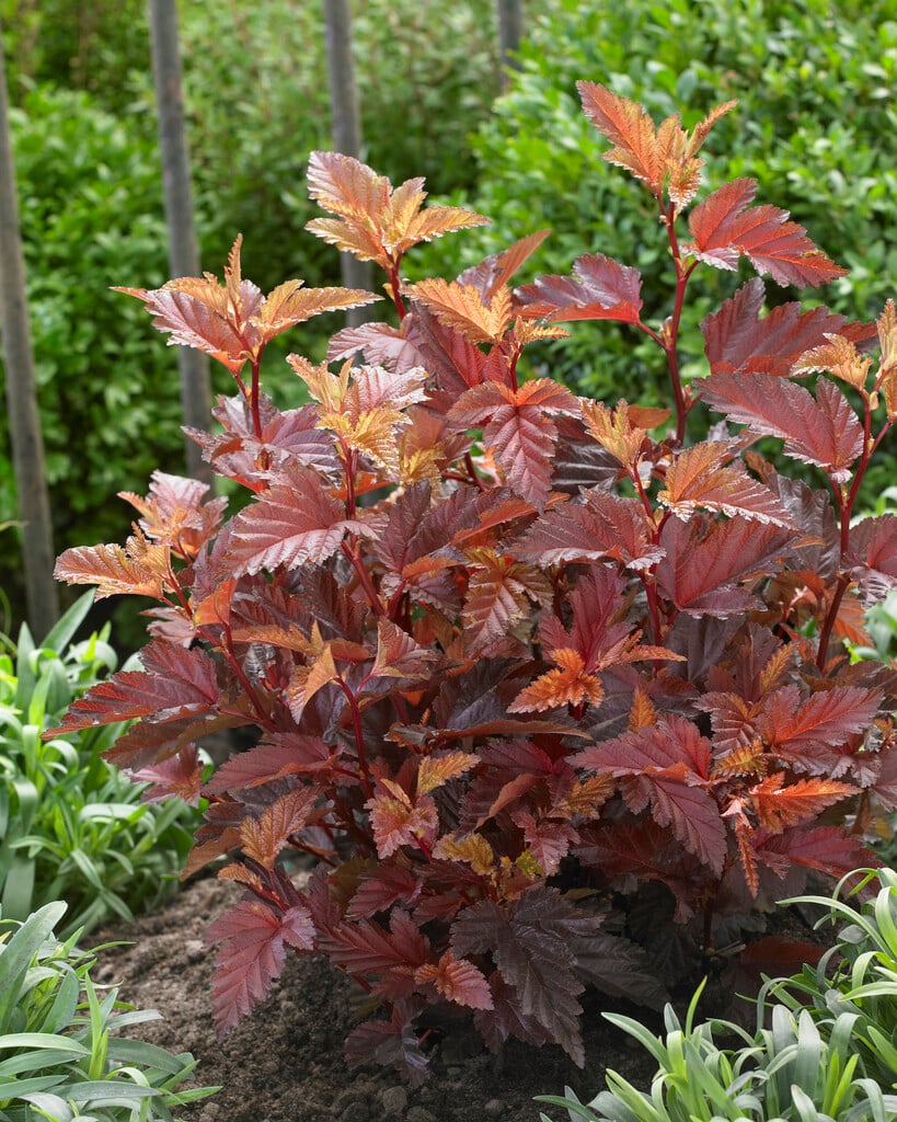 ninebark [Little Angel]