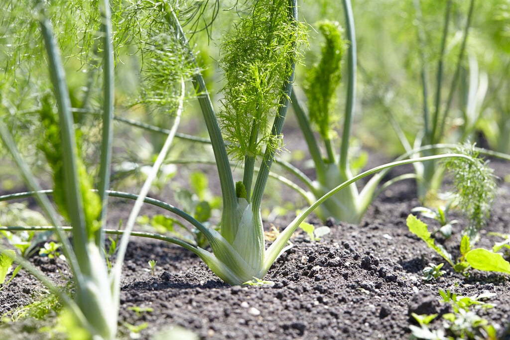 common fennel